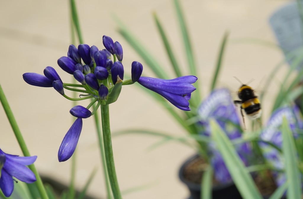 agapanthus and fugitive bee by quietpurplehaze