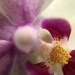 Mini Orchid by bizziebeeme
