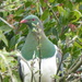 NZ Pigeon by kyfto