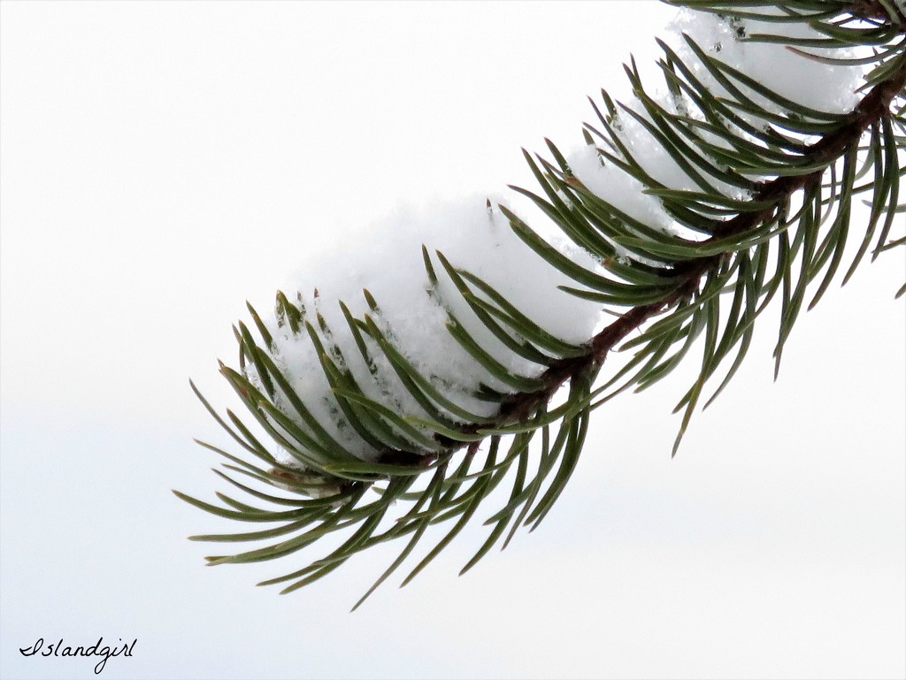 Pine needles in the snow  by radiogirl