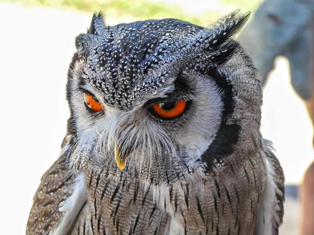 Southern White Faced Scops Owl..... by ludwigsdiana