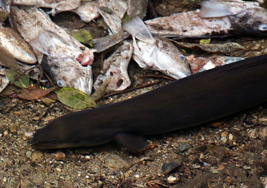 Pet eel by kiwinanna