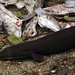 Pet eel by kiwinanna