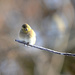 Little yellow finch! by fayefaye