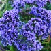 Purple Flowers by kerristephens