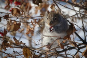 26th Dec 2017 - Squirrel likes High bush cranberry.