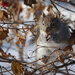 Squirrel likes High bush cranberry. by hellie