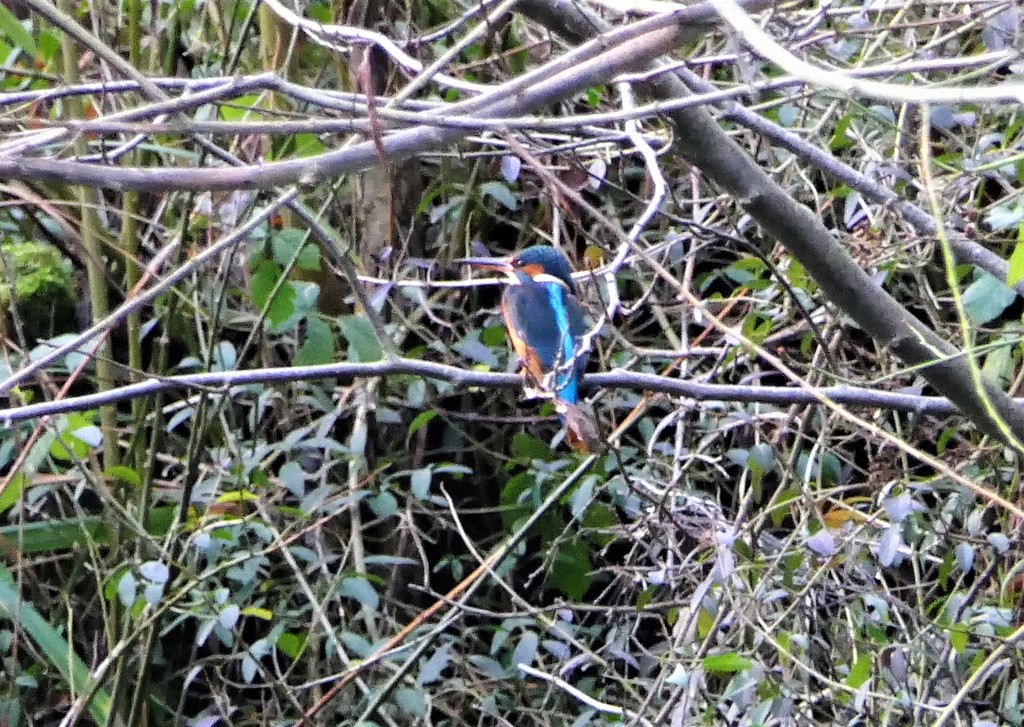 Phil's Kingfisher by carole_sandford