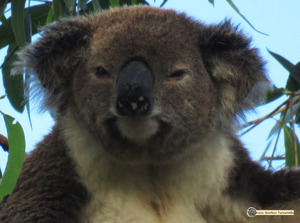 full frontal by koalagardens