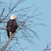 Bald Eagle Landscape in Tree by rminer