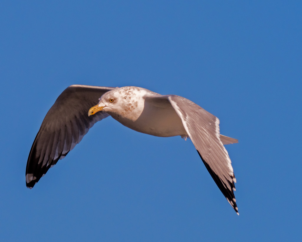 Gull in flight Closeup by rminer