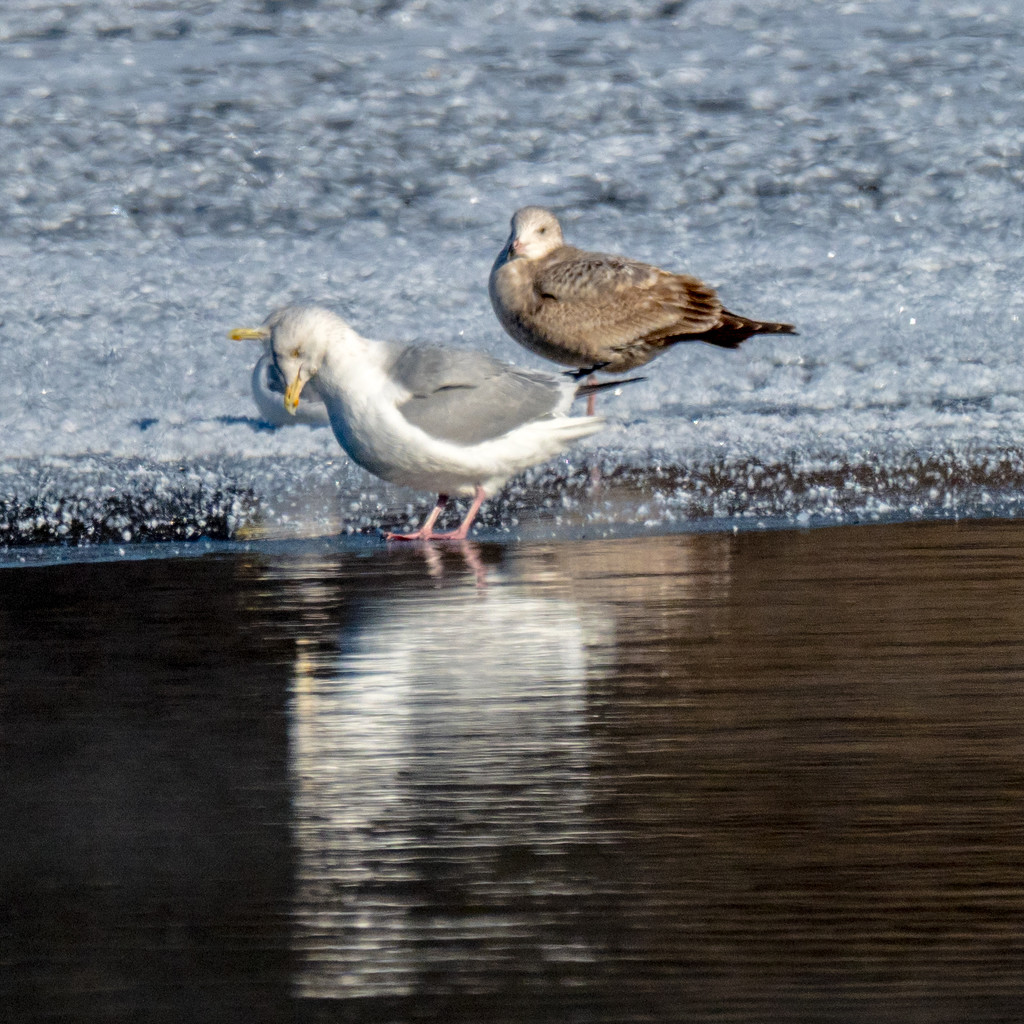 Gull on the edge of ice with reflection by rminer