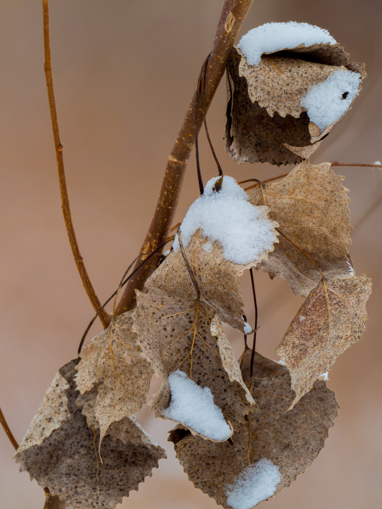 Brown Leaves with Snow by rminer