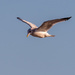 Gull in flight by rminer