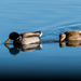 Two mallards on glass by rminer