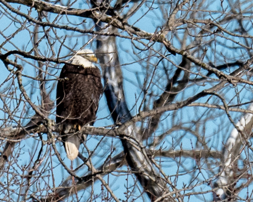 Bald Eagle in a tree by rminer
