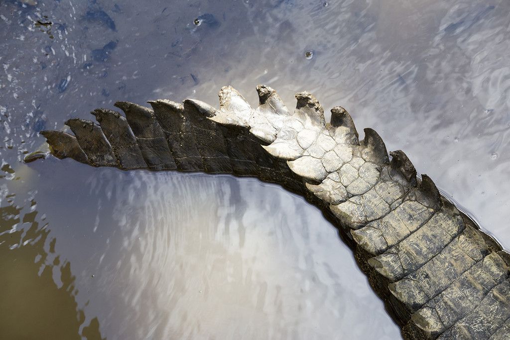 Crocodile Tail by pdulis