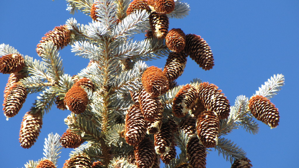 Colorado Pines by 365projectorgkaty2