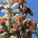 Colorado Pines by 365projectorgkaty2