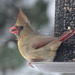 Female Northern Cardinal by annepann