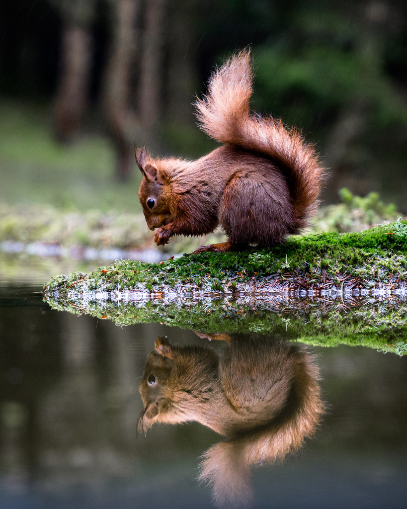 Red Squirrel by shepherdmanswife