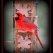 Male Cardinal by vernabeth