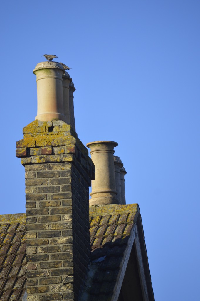 Chimney Pots and Starling by redandwhite