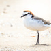 Red-capped plover by pusspup