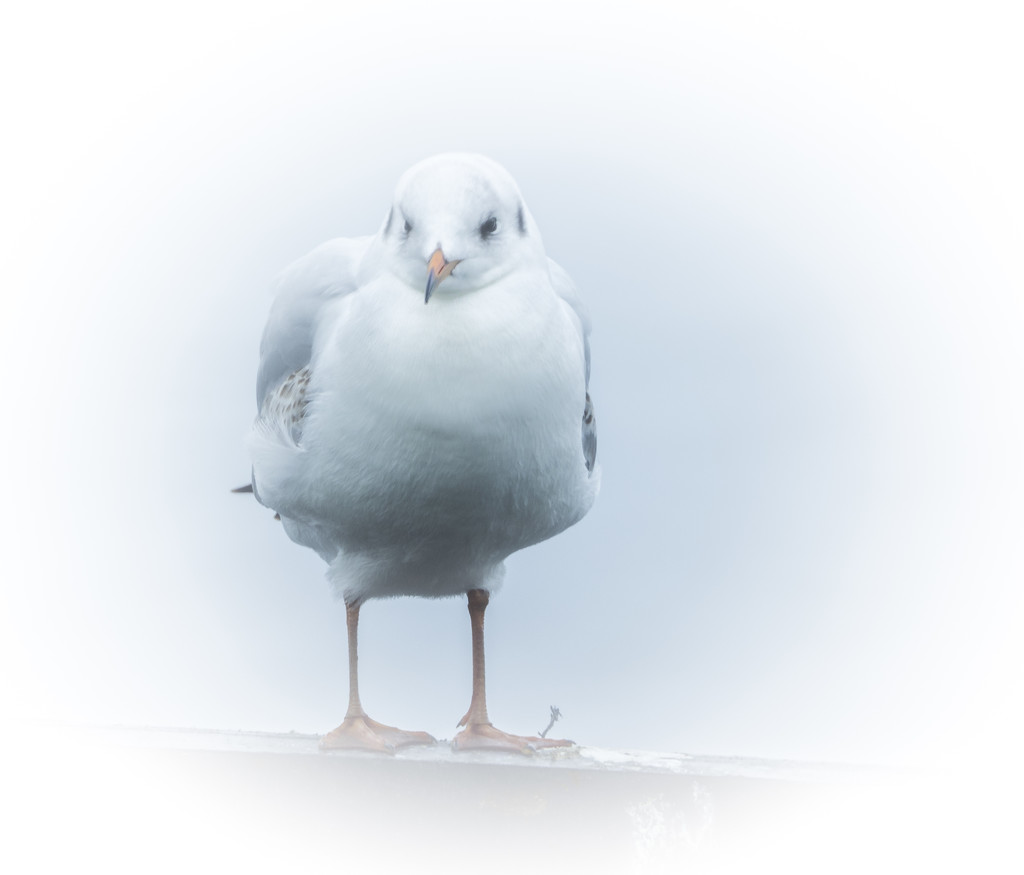 Seagull by haskar