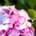 bumble bee and hydrangea by yorkshirekiwi
