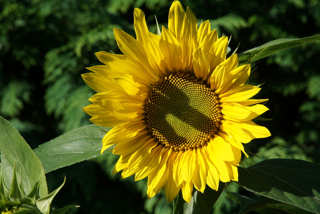 Mr Constable's sunflower by quietpurplehaze