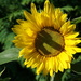 Mr Constable's sunflower by quietpurplehaze