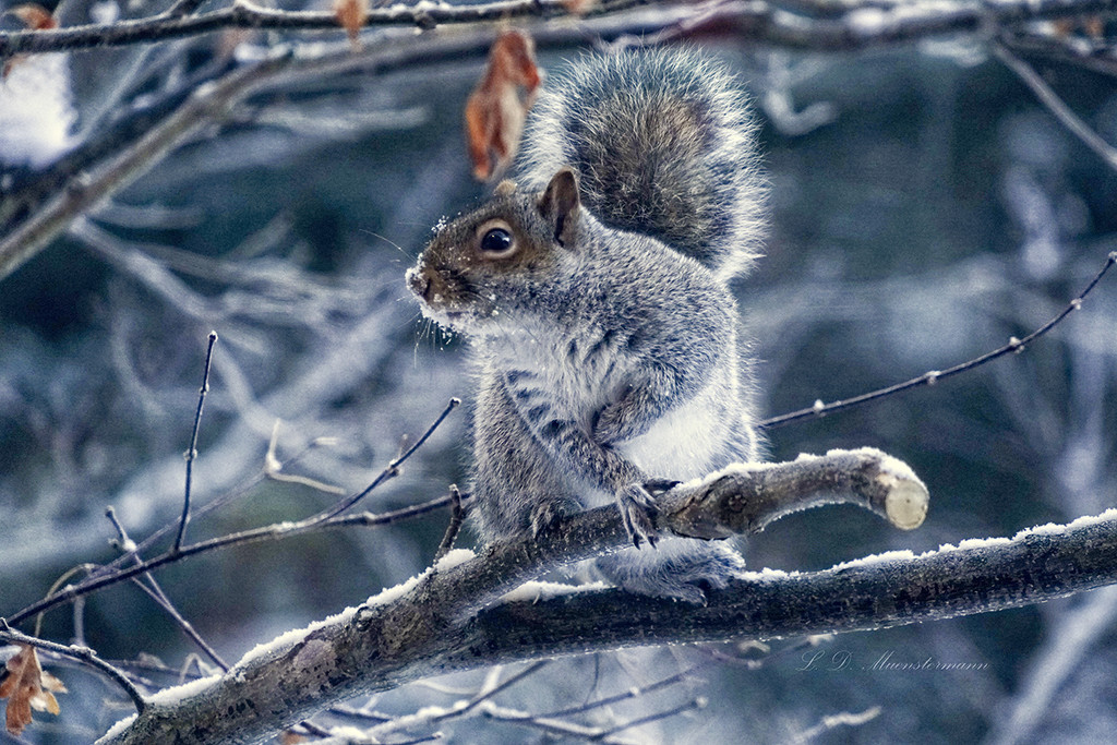 American-Squirrel Sign Language ... by Weezilou