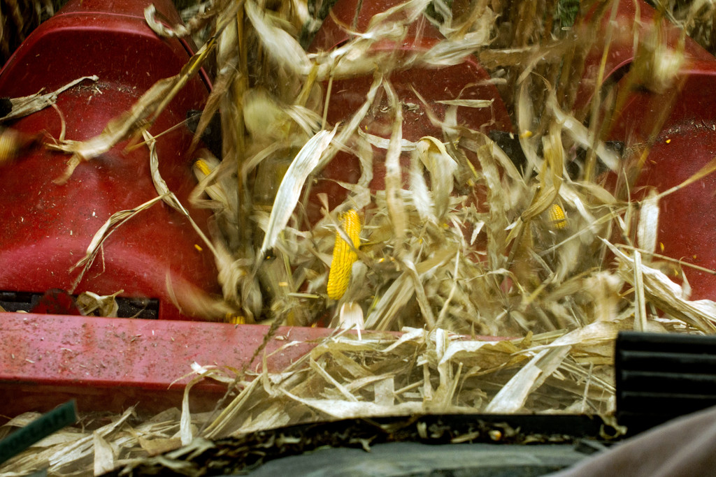 Corn Gobbler by farmreporter