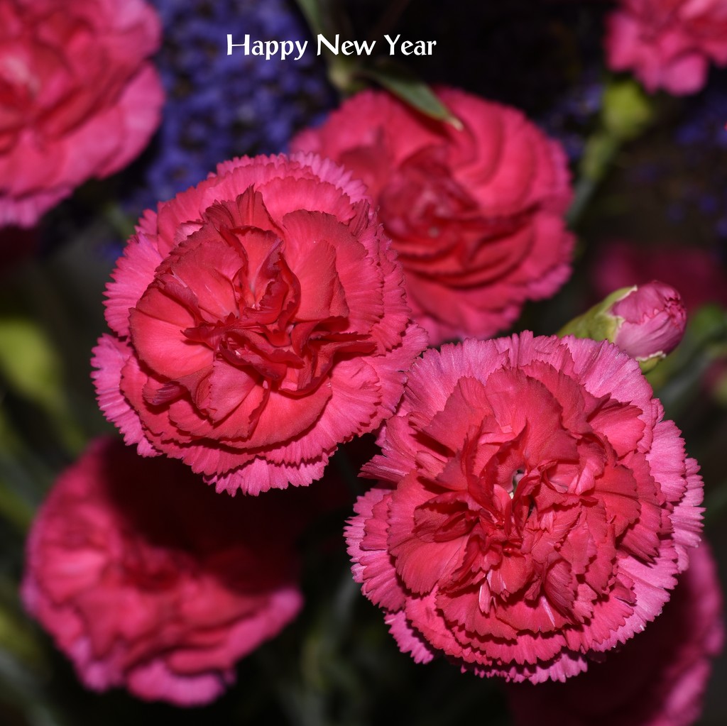 Flowers For New Year_DSC0983 by merrelyn