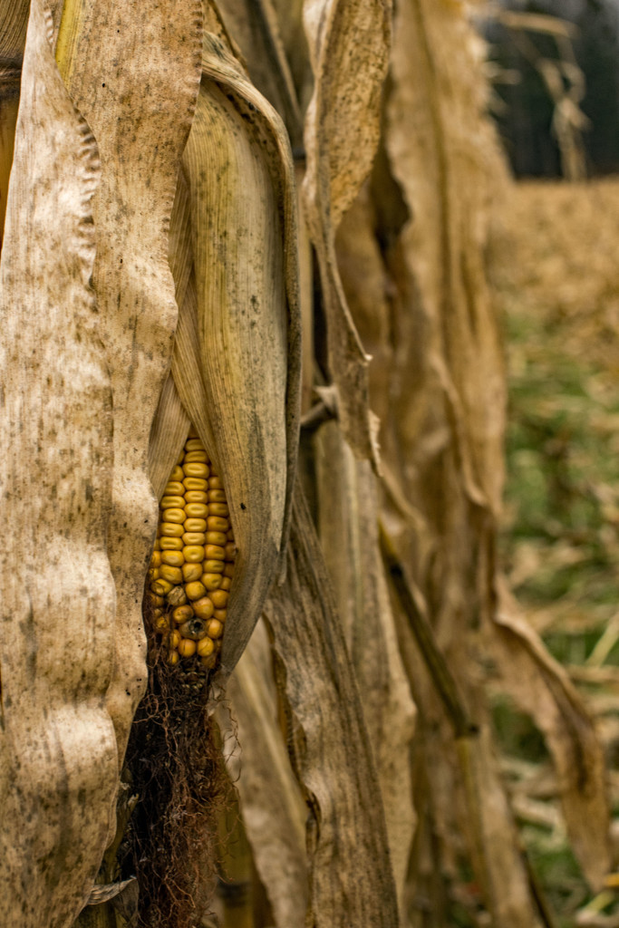 Corn Is Ready by farmreporter