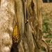 Corn Is Ready by farmreporter