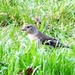 Chaffinch Getting Lost in the Long Grass by susiemc