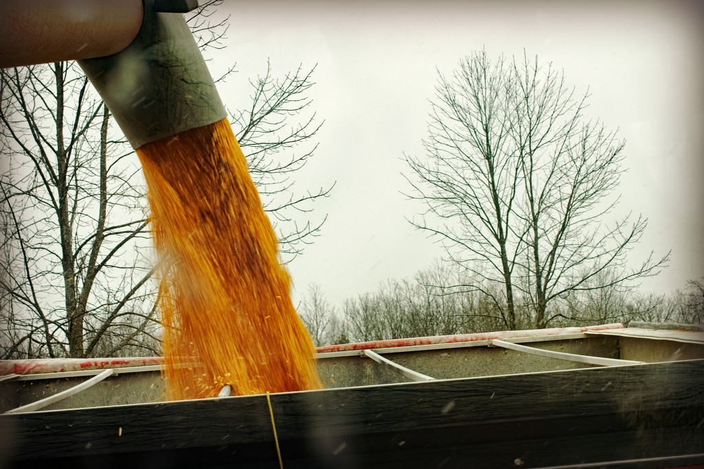 Emptying The Combine Hopper by farmreporter