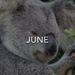 STEVIE snapshots for 2017 by koalagardens