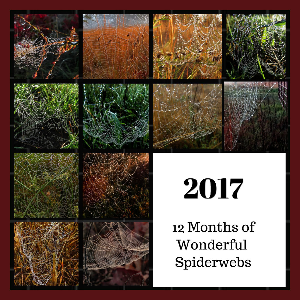 A Year for Spiderwebs by milaniet