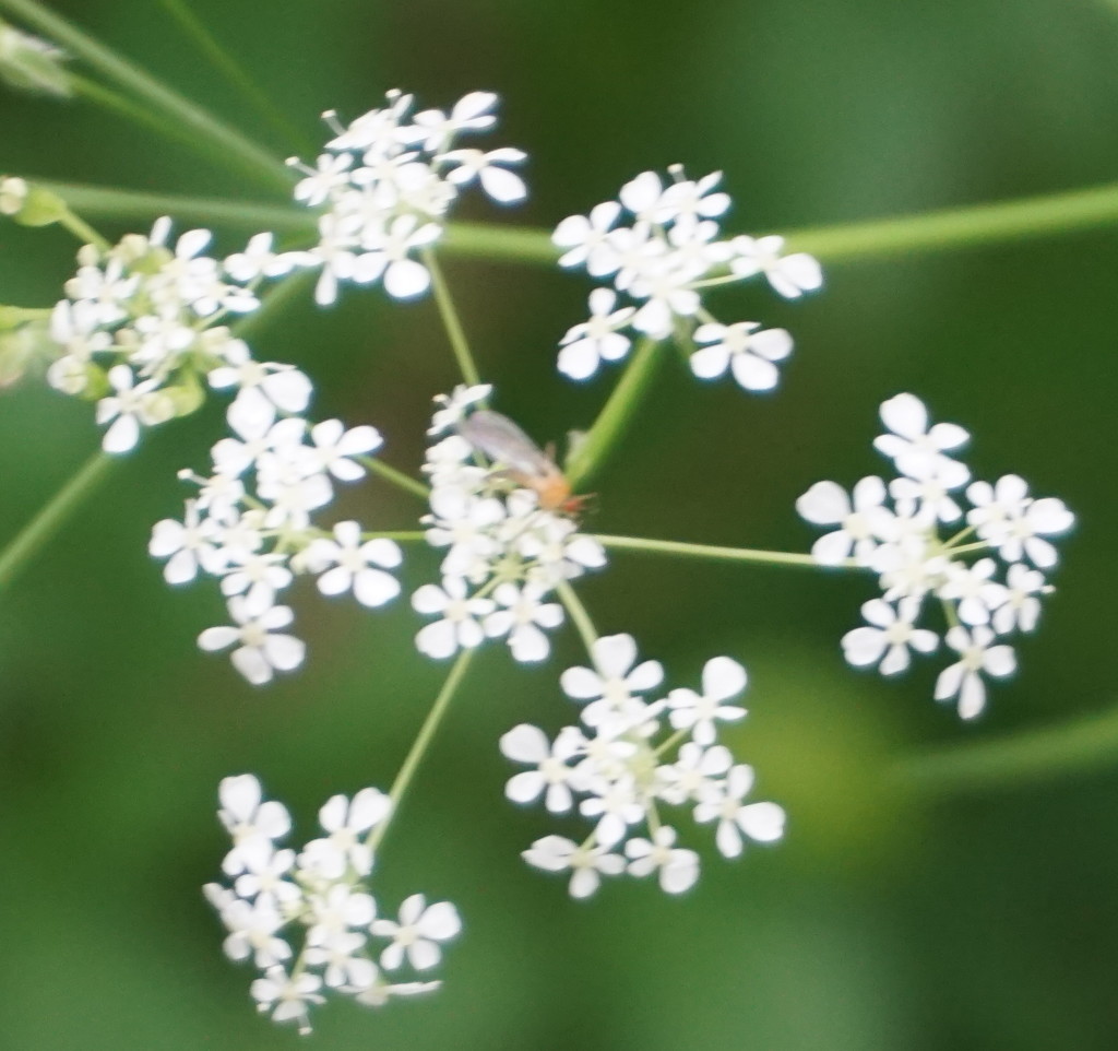 cow parsley by sarah19