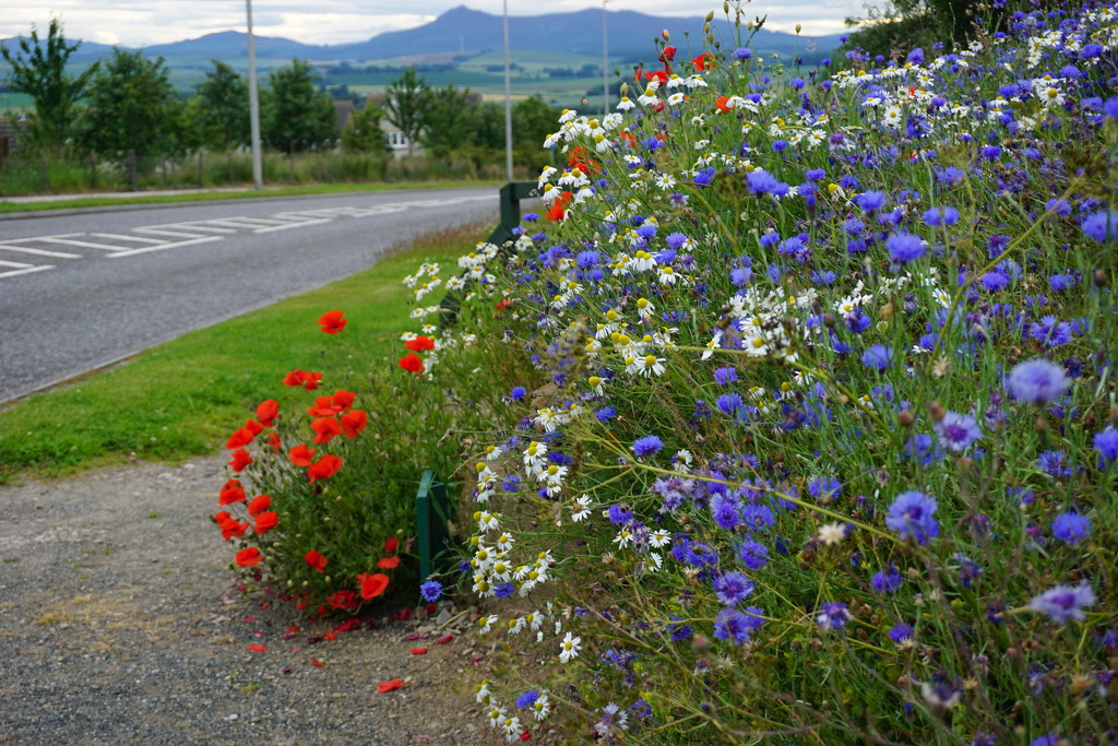 Cornflowers and poppies by the roadside by sarah19