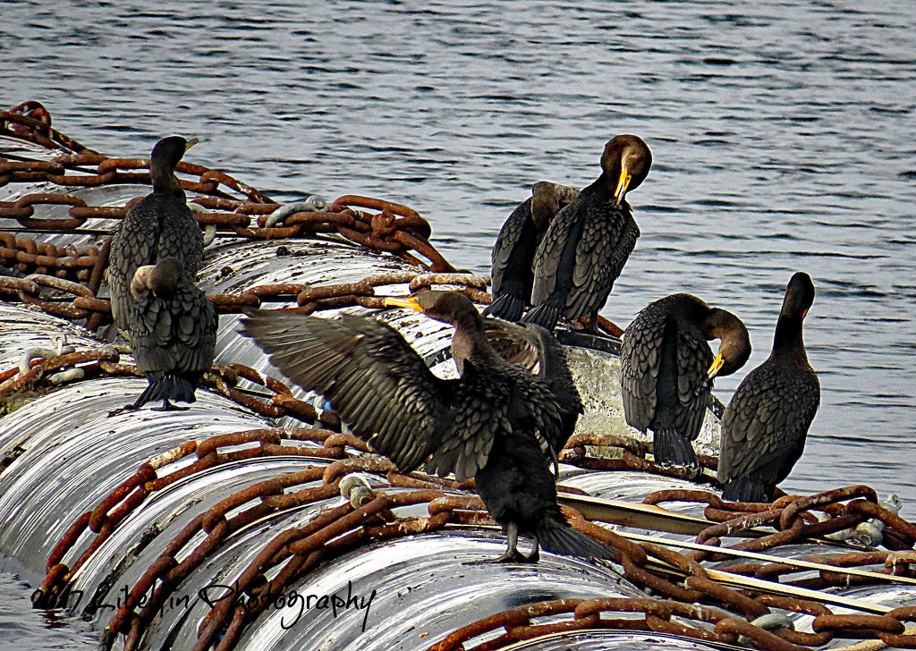 Pelagic Cormorants by kathyo
