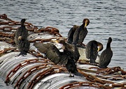 31st Dec 2017 - Pelagic Cormorants
