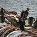 Pelagic Cormorants by kathyo