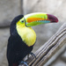 TOUCAN by pdulis
