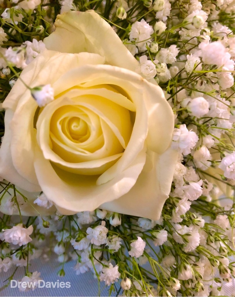 Wedding rose by 365projectdrewpdavies