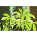 20117.12.31 . house plant in sun by kaldara