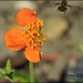 I must Bee leaving now... by soylentgreenpics